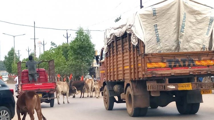 सड़कों पर घुमंतू पशुओं के कारण लगातार दुर्घटनाएं-राजू गुप्ता