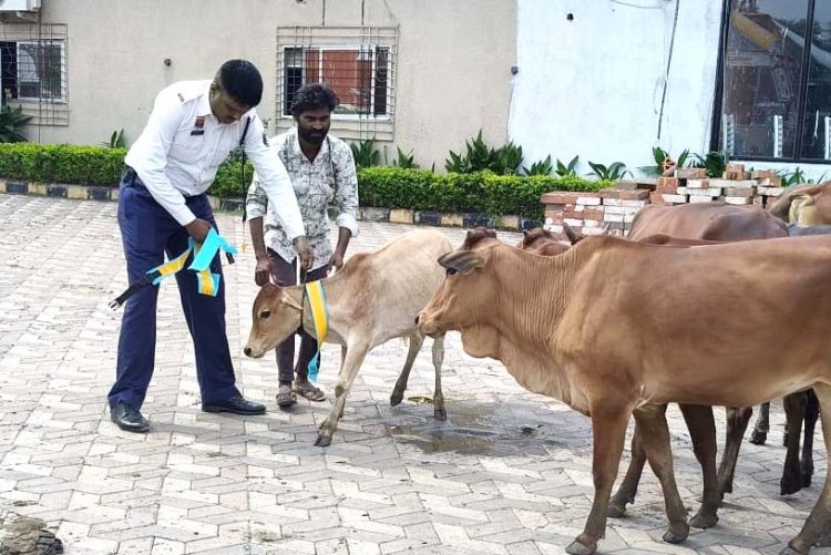 दुर्घटनाएं रोकने दुर्ग पुलिस का बड़ा एक्शन, मवेशियों के मालिकों पर अपराध दर्ज