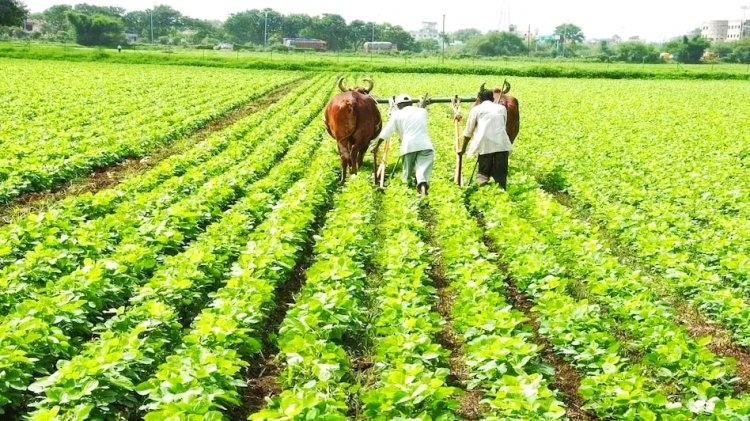 प्रमाणित बीज उत्पादन से किसानों को बड़ा मुनाफा, पंजीयन की आखिरी तारीख 31 अगस्त