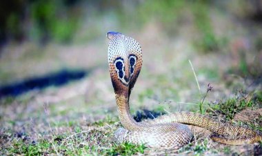 सांप के काटने से मृत बेटे को गंगा में किया प्रवाहित, अब 13 साल बाद जिंदा लौटा, मां की ममता बनी चमत्कार की वजह