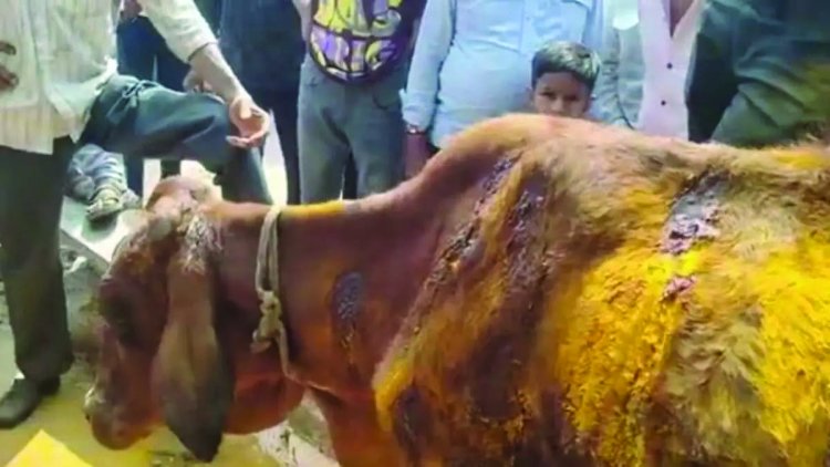 भिलाई में गोवंश पर चाकू से 50 वार, बजरंग दल और बीजेपी कार्यकर्ताओं ने किया थाने का घेराव