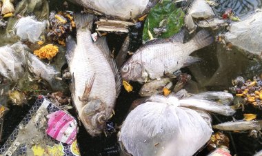 भिलाई के इस तालाब में सैकड़ों मछलियों की मौत, स्थानीय लोगों ने निगम पर लगाया आरोप