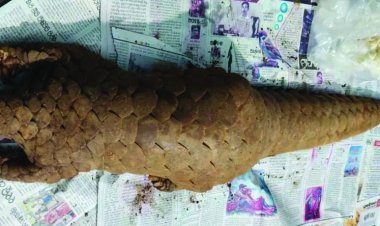 जिंदा पैंगोलिन के साथ दो तस्कर गिरफ्तार