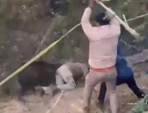 वन अधिकारी पर जंगली सूअर का हमला, घटना का वीडियो वायरल