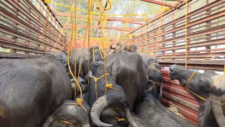 मवेशी तस्करी पर बड़ी कार्रवाई, पुलिस ने 18 भैंसों से भरा ट्रक पकड़ा, चालक फरार