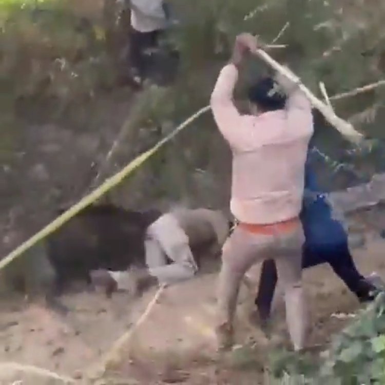 वन अधिकारी पर जंगली सूअर का हमला, घटना का वीडियो वायरल