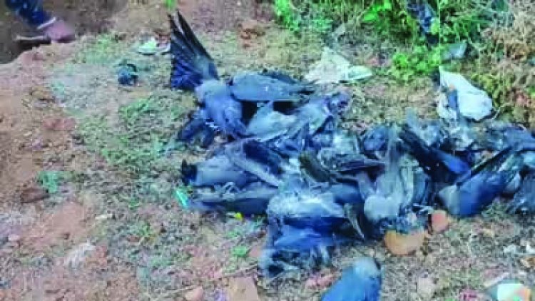 150 से ज्यादा कौओं की मौत: जांच रिपोर्ट में बर्ड फ्लू वायरस की पुष्टि से मचा हड़कंंप