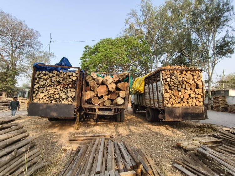 अवैध लकड़ी परिवहन पर बड़ी कार्रवाई, चार ट्रक जब्त
