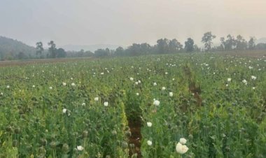 छत्तीसगढ़ में अफीम की अवैध खेती का जाल, दुर्ग के बाद बलरामपुर में खुलासा