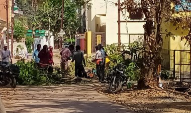 सिंधियानगर में बिना अनुमति पेड़ काटे जाने का मामला, प्रशासन से कार्रवाई की मांग