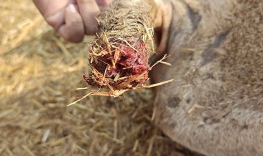 भिलाई के कोसानगर गौठान में गौमाताओं पर अत्याचार, संगठनों ने उग्र प्रदर्शन की चेतावनी दी