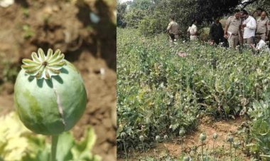सब्जियों की आड़ में अफीम की खेती का खुलासा, 17 दिन में पांचवां मामला, पुलिस अलर्ट