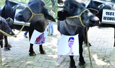 भैंस के आगे बीन बजाकर रिसाली निगम में बीजेपी पार्षदों का अनोखा प्रदर्शन, सोई शहर सरकार को जगाने की कोशिश