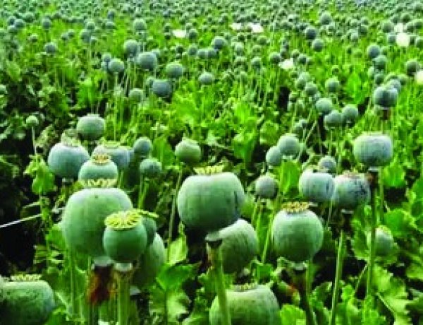 दुर्ग में चोरी-छिपे अफीम की खेती का भंडाफोड़, डेढ़ एकड़ फसल जब्त, एक संदिग्ध हिरासत में