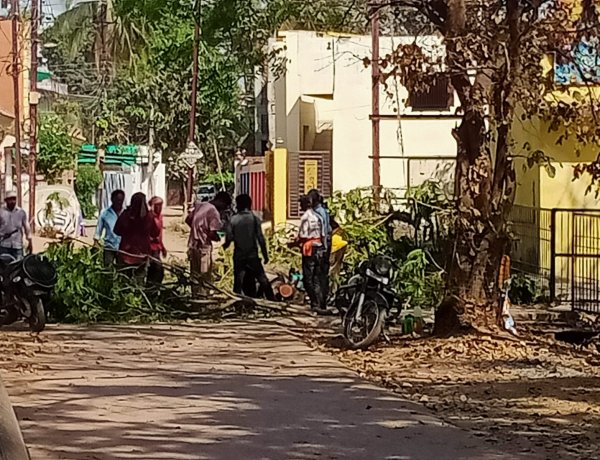 सिंधियानगर में बिना अनुमति पेड़ काटे जाने का मामला, प्रशासन से कार्रवाई की मांग