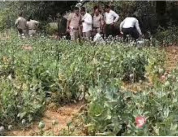 तरबूज और ककड़ी के बीच अफीम की खेती, दुर्ग और बलरामपुर के बाद रायगढ़ में पकड़ाया