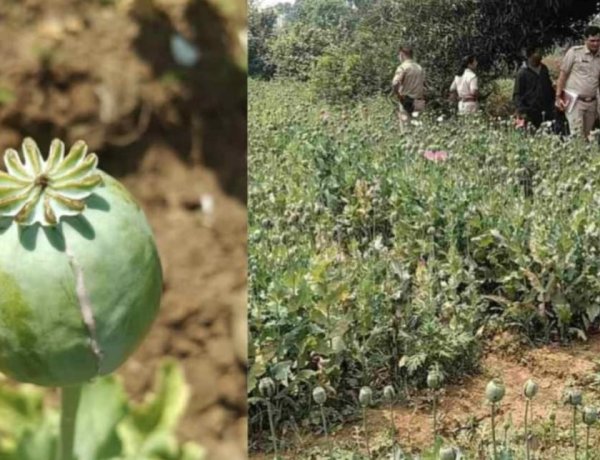 सब्जियों की आड़ में अफीम की खेती का खुलासा, इस जिले में 17 दिन में पांचवां मामला, पुलिस अलर्ट