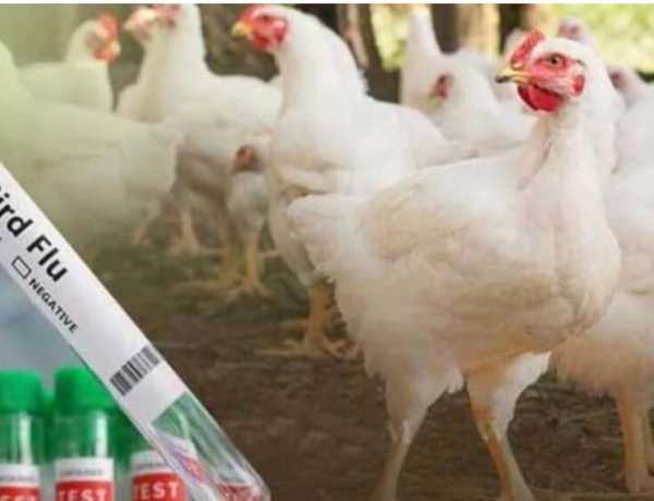 इस जिले में बर्ड फ्लू अलर्ट: मुर्गी-अंडे की बिक्री पर रोक, प्रशासन ने बनाए कंट्रोल जोन