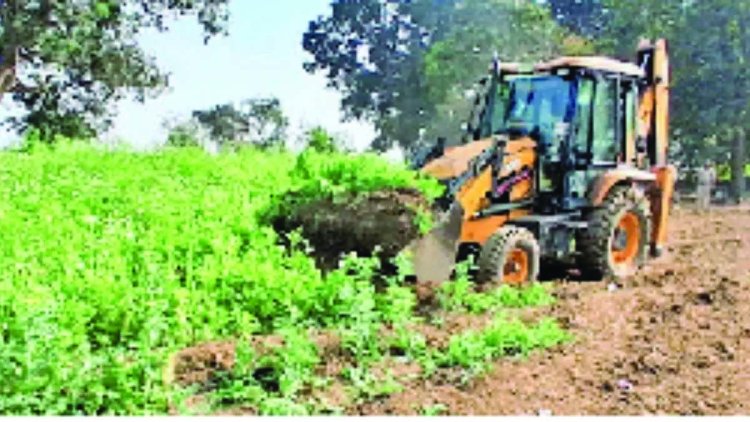 अवैध अफीम की खेती पर बड़ी कार्रवाई, 14 लाख पौधे किए गए नष्ट, कीमत करीब 8 करोड़, भाजपा नेता सहित 3 पकड़े गए