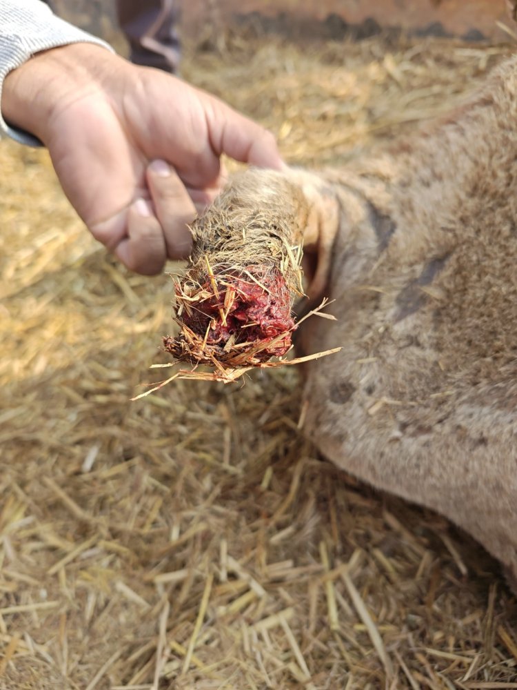 भिलाई के कोसानगर गौठान में गौमाताओं पर अत्याचार, संगठनों ने दी उग्र प्रदर्शन की चेतावनी दी