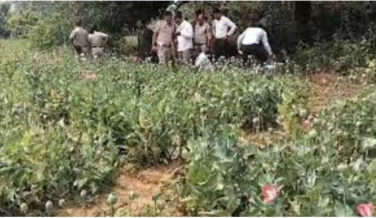 तरबूज और ककड़ी के बीच अफीम की खेती, दुर्ग और बलरामपुर के बाद रायगढ़ में पकड़ाया