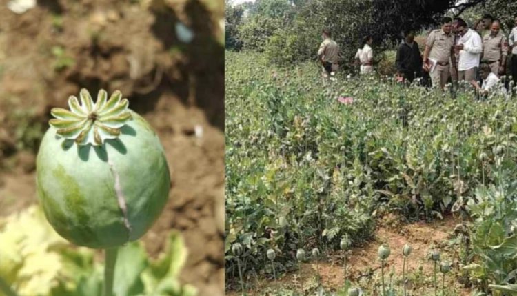 सब्जियों की आड़ में अफीम की खेती का खुलासा, इस जिले में 17 दिन में पांचवां मामला, पुलिस अलर्ट