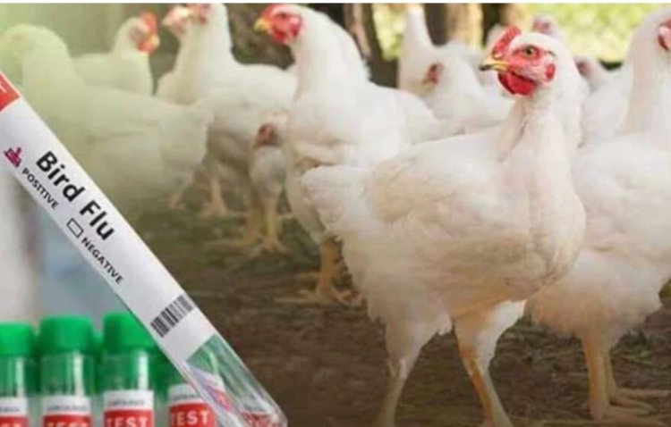 इस जिले में बर्ड फ्लू अलर्ट: मुर्गी-अंडे की बिक्री पर रोक, प्रशासन ने बनाए कंट्रोल जोन