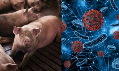 दुर्ग जिले में अफ्रीकन स्वाइन फीवर का कहर, 200 की मौत, 150 को मारकर दफनाया, फार्म सील