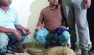 50 करोड़ की पैंगोलिन के साथ दो तस्कर गिरफ्तार, वन विभाग की बड़ी कार्रवाई