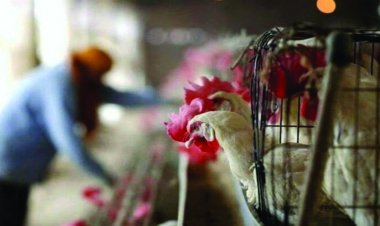 पशुवध गृह और मांस बिक्री की दुकानें इस दिन रहेगी बंद