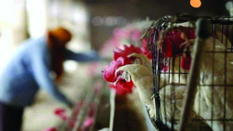 पशुवध गृह और मांस बिक्री की दुकानें इस दिन रहेगी बंद