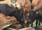 गौसेवकों ने कत्लखाने ले जाए जा रहे 6 मवेशी छुड़ाए, धमधा पुलिस ने पिकअप समेत चालक को पकड़ा