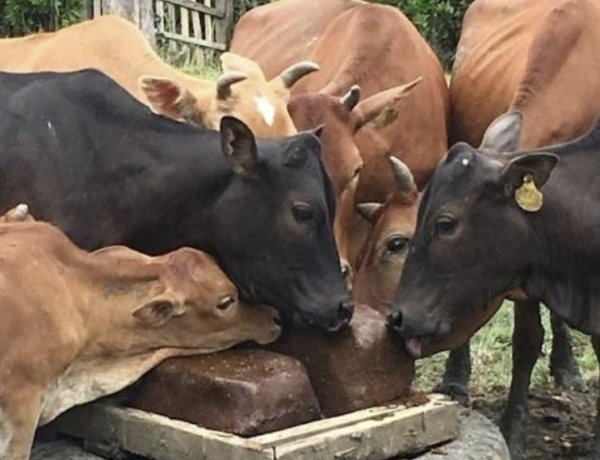 गौसेवकों ने कत्लखाने ले जाए जा रहे 6 मवेशी छुड़ाए, धमधा पुलिस ने पिकअप समेत चालक को पकड़ा