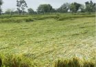 अर्नब चक्रवात से फसल नुकसान पर 72 घंटे के भीतर दें सूचना, तभी मिलेगा बीमा क्लेम का लाभ