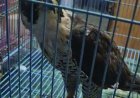 14 करोड़ के सात दुर्लभ बाजों के साथ मुंबई का तस्कर गिरफ्तार, दुबई और खाड़ी देशों तक फैला था वन्यजीव तस्करी का नेटवर्क