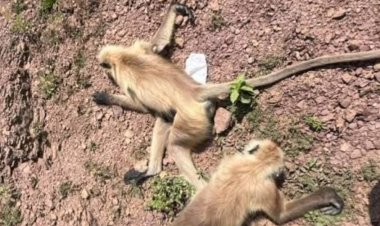 बंदरों के झुंड पर चलीं गोलियां, 22 से ज्यादा की मौत