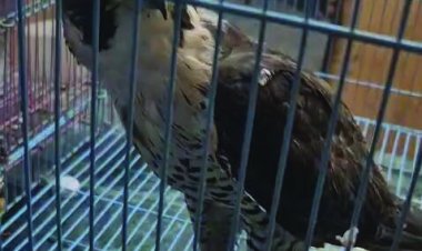 14 करोड़ के सात दुर्लभ बाजों के साथ मुंबई का तस्कर गिरफ्तार, दुबई और खाड़ी देशों तक फैला था वन्यजीव तस्करी का नेटवर्क